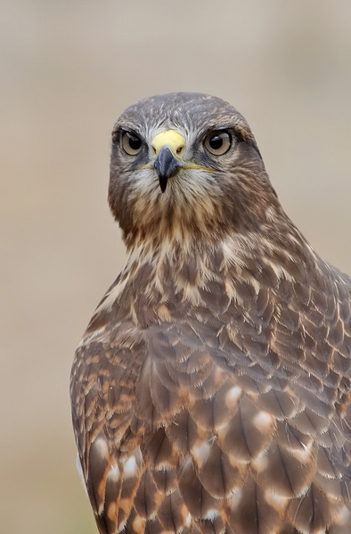 Buzz, previously named Pringle