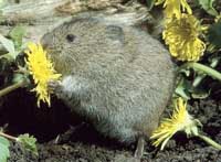 Short Tail Vole or Field Vole Short Tail Vole or Field Vole
